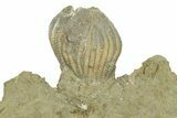 Fossil Crinoid (Platycrinites) - Indiana #269884-2